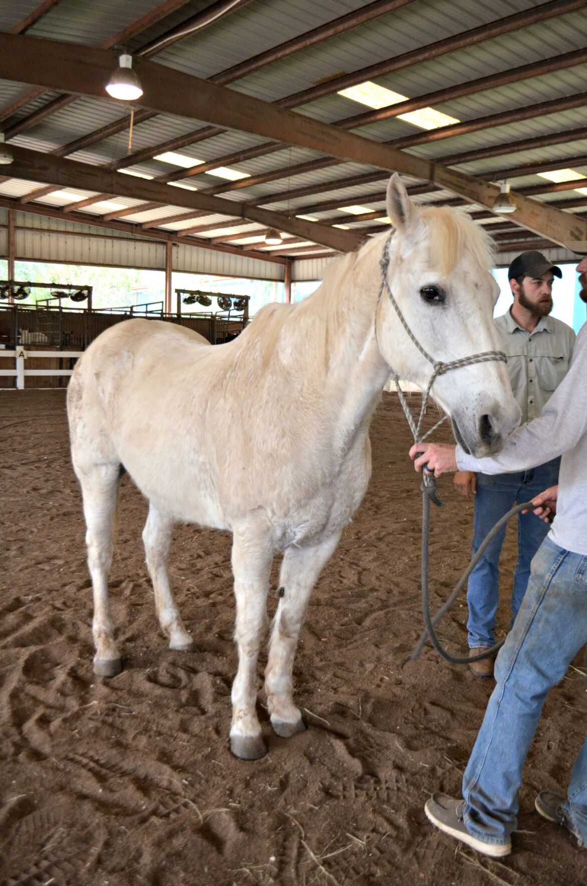 mardi horse 2.jpg